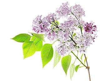 SEGA射击游戏《HYENAS》新增类索尼克角色